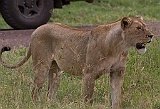 Lion in the crater